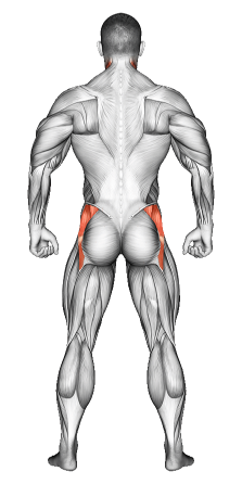 Abductors Muscle Exercises