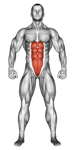 Abs Muscle Exercises