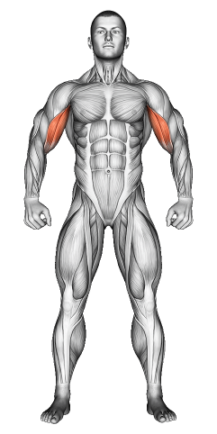Biceps Muscle Exercises
