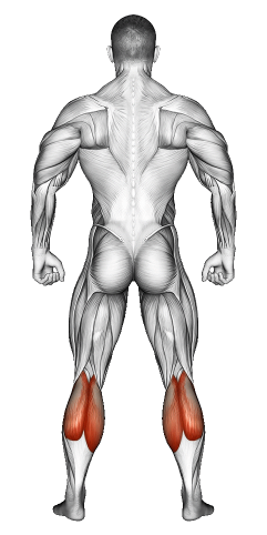 Calves Muscle Exercises