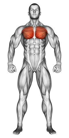 Chest Muscle Exercises