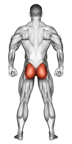 Glutes Muscle Exercises
