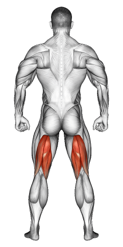 Hamstrings Muscle Exercises