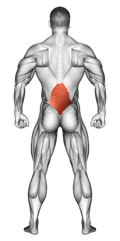 Lower Back Muscle Exercises