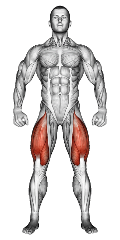Quads Muscle Exercises