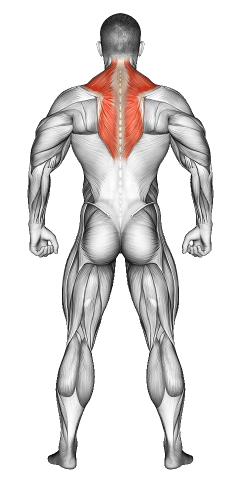 Traps Muscle Exercises