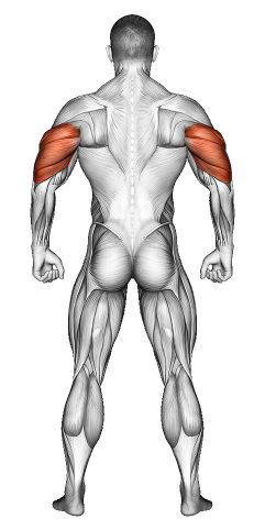 Triceps Muscle Exercises