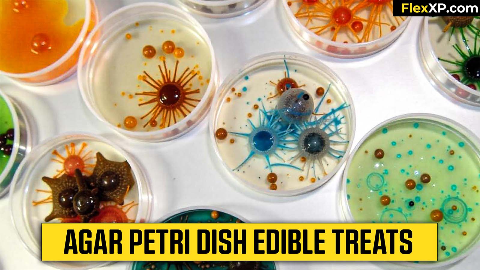 Agar Petri Dish Edible Treats